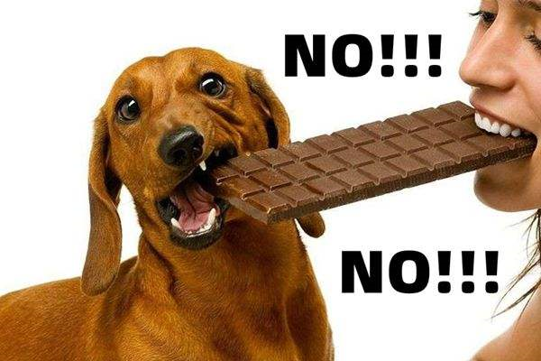 狗狗能不能吃巧克力，吃巧克力会不会中毒